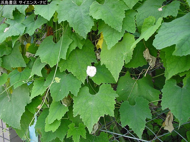 ウリ科 植物図鑑のカテゴリ サイエンス ナビch