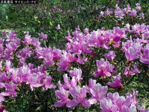 ツツジ科 植物図鑑のカテゴリ サイエンス ナビch