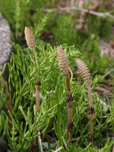 トクサ科 植物図鑑のカテゴリ サイエンス ナビch