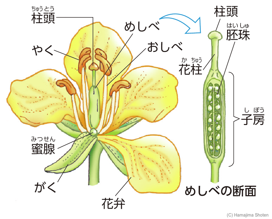 図:アブラナ(被子植物ひししょくぶつ)の花の構造