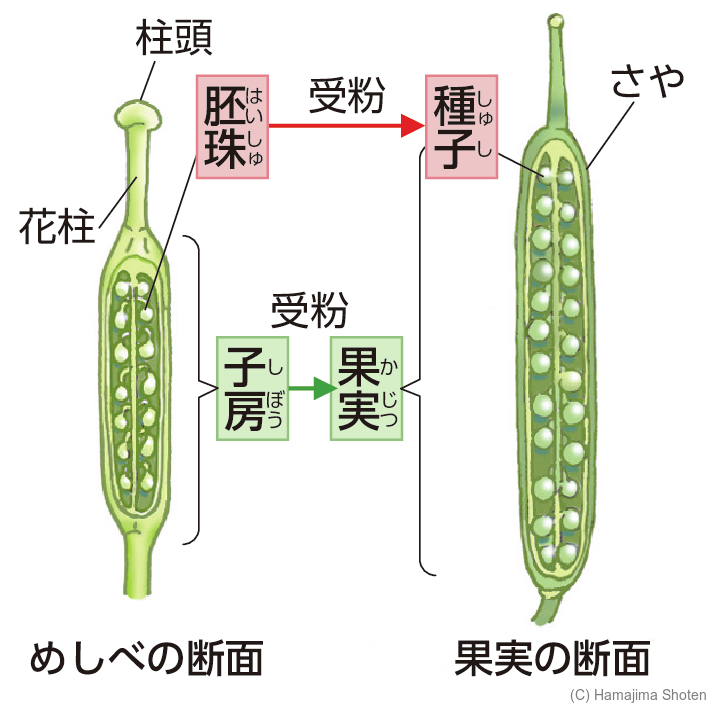 図:花から果実への変化