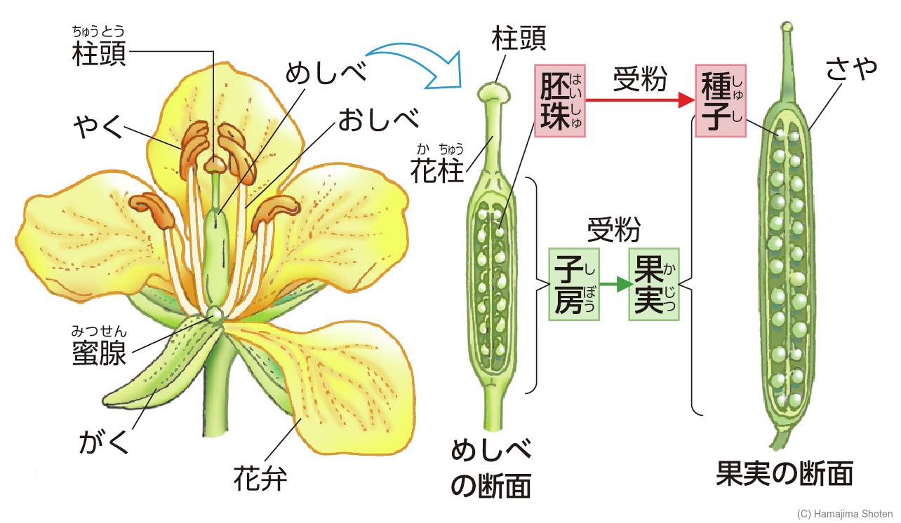 図：アブラナ（被子植物）の花の構造