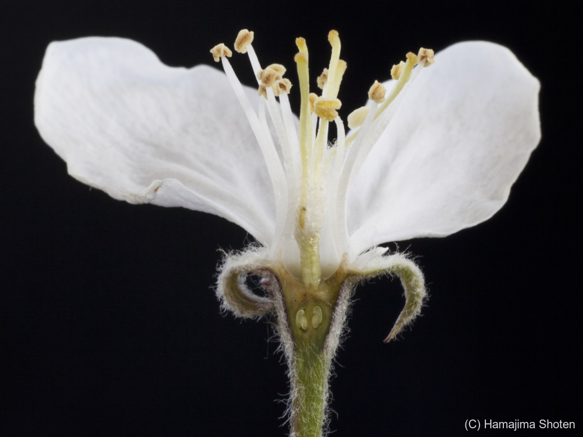 写真：リンゴの花