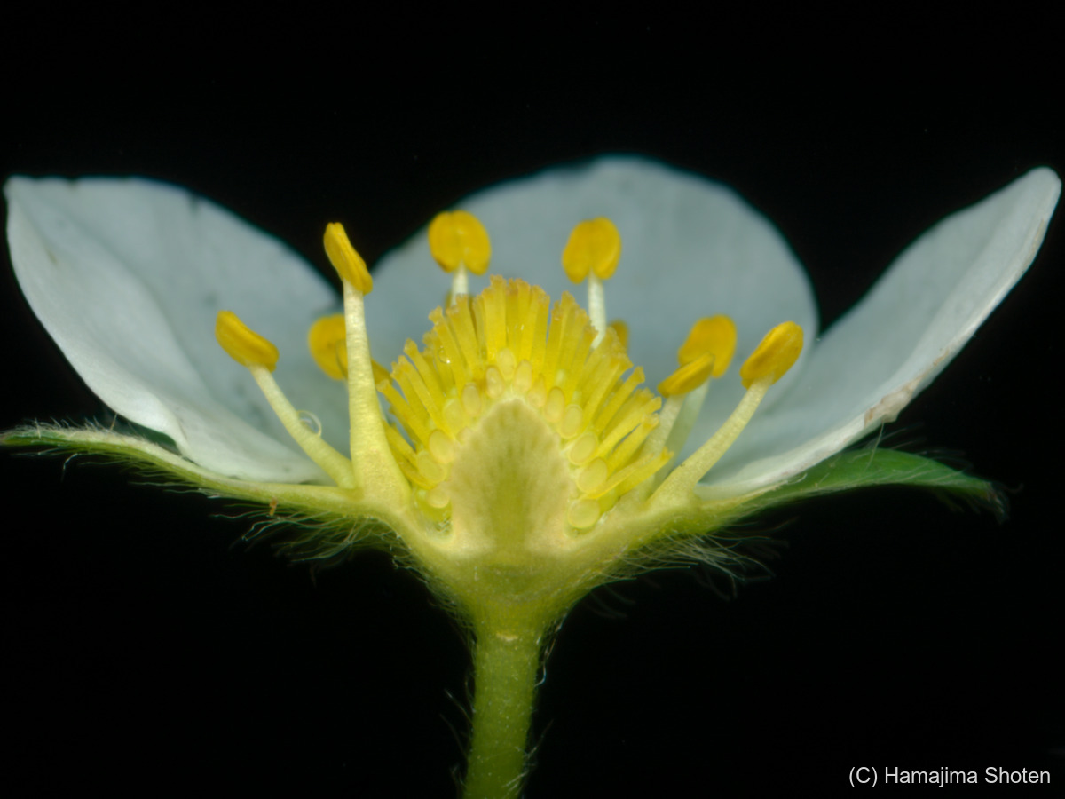 写真：イチゴの花