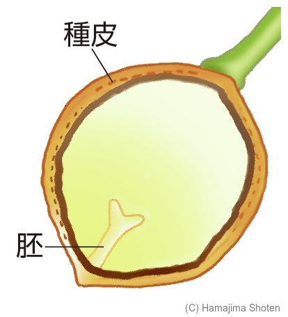 図：イチョウの種子（断面図）