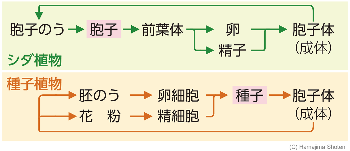図：種子しゅしと胞子