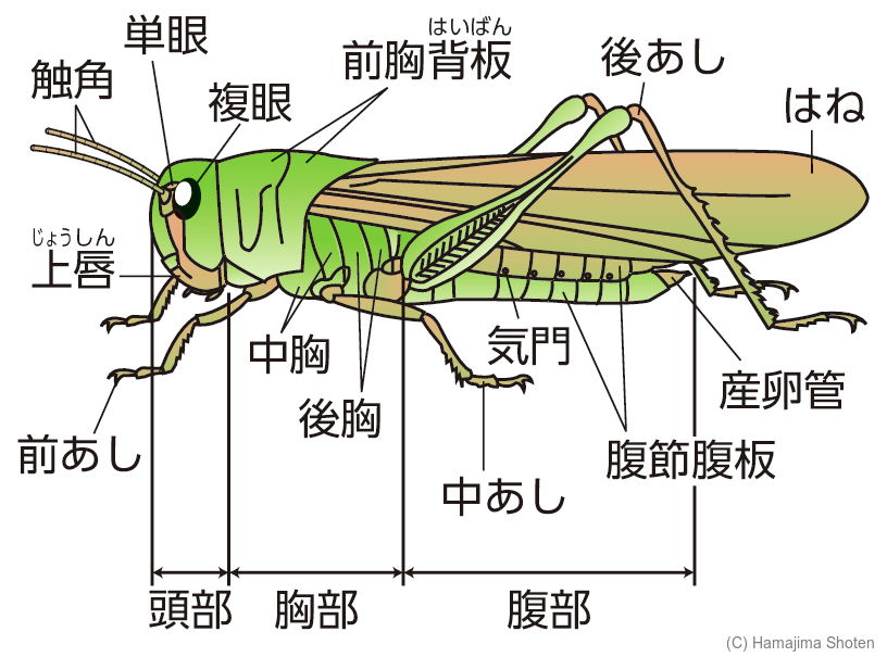 図：昆虫類のからだのつくり
