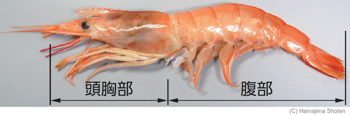 写真：アカエビ