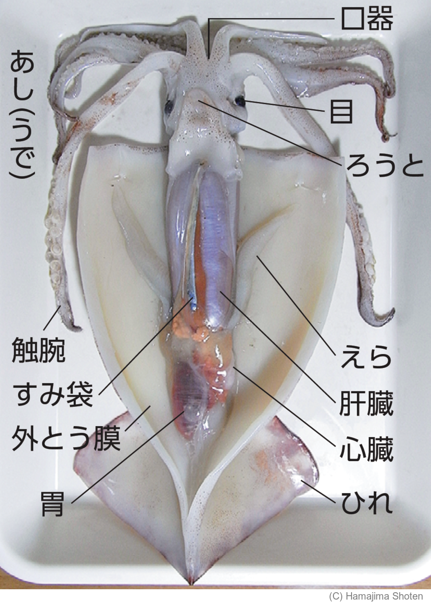 写真:スルメイカ
