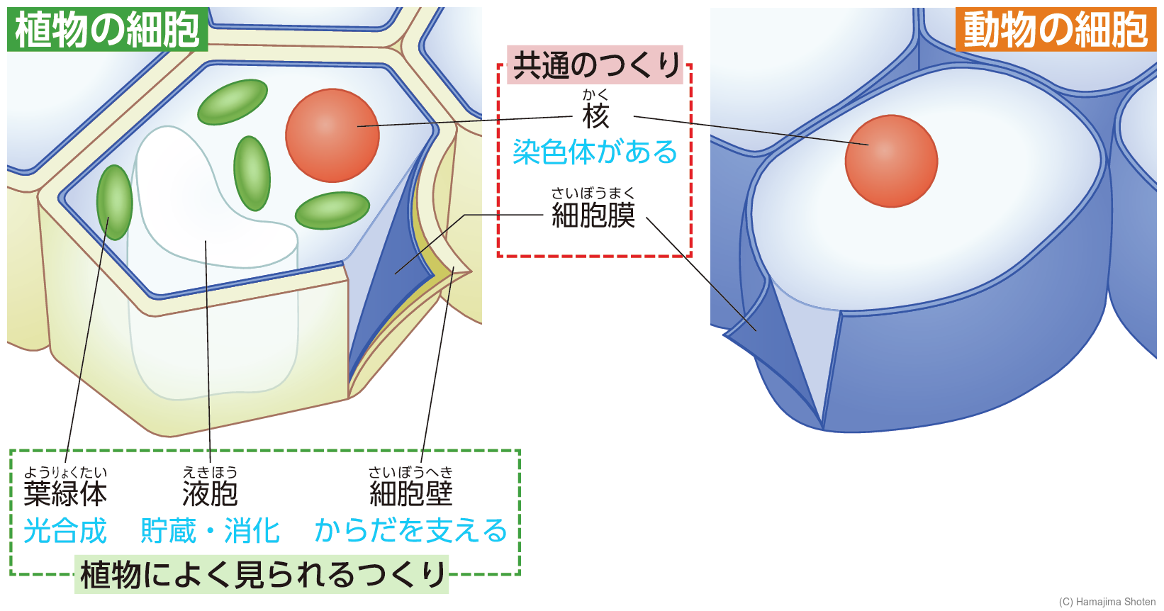 図：細胞のつくり