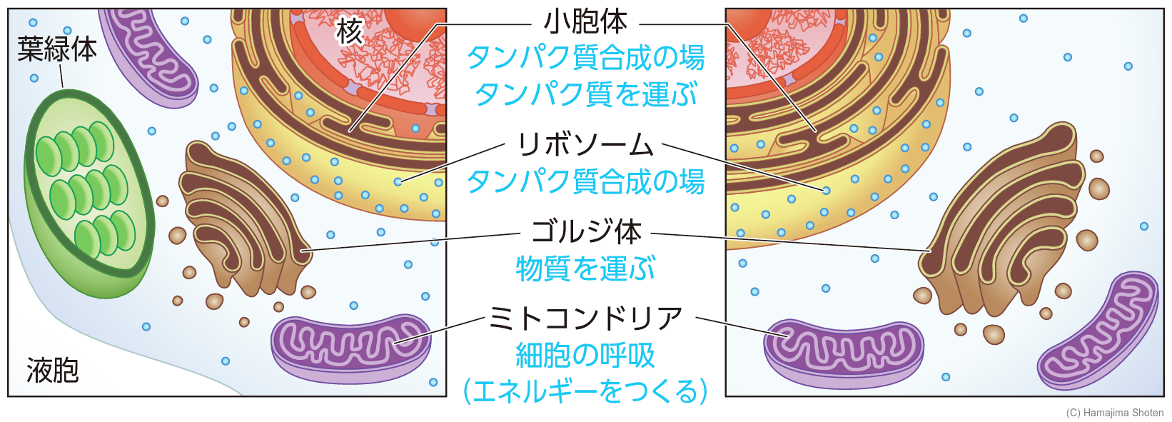 図：細胞のよりくわしいつくり