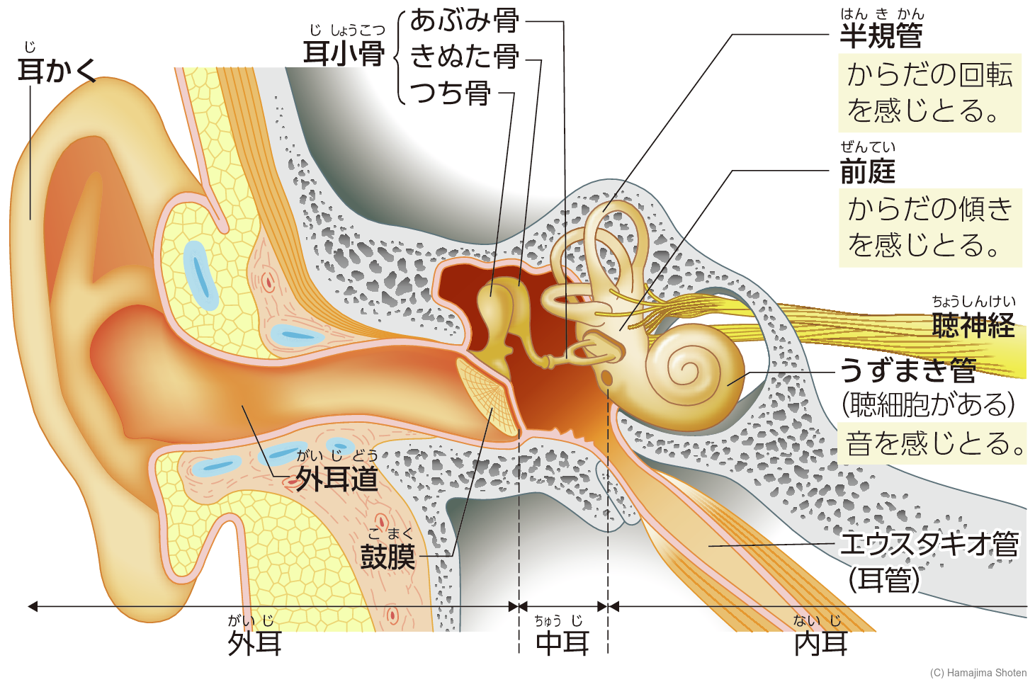図:耳のつくり