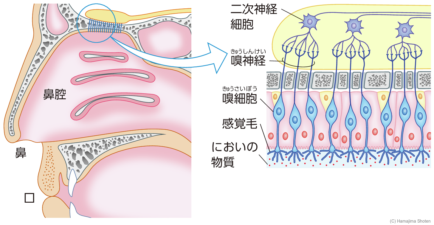 図:鼻のつくり