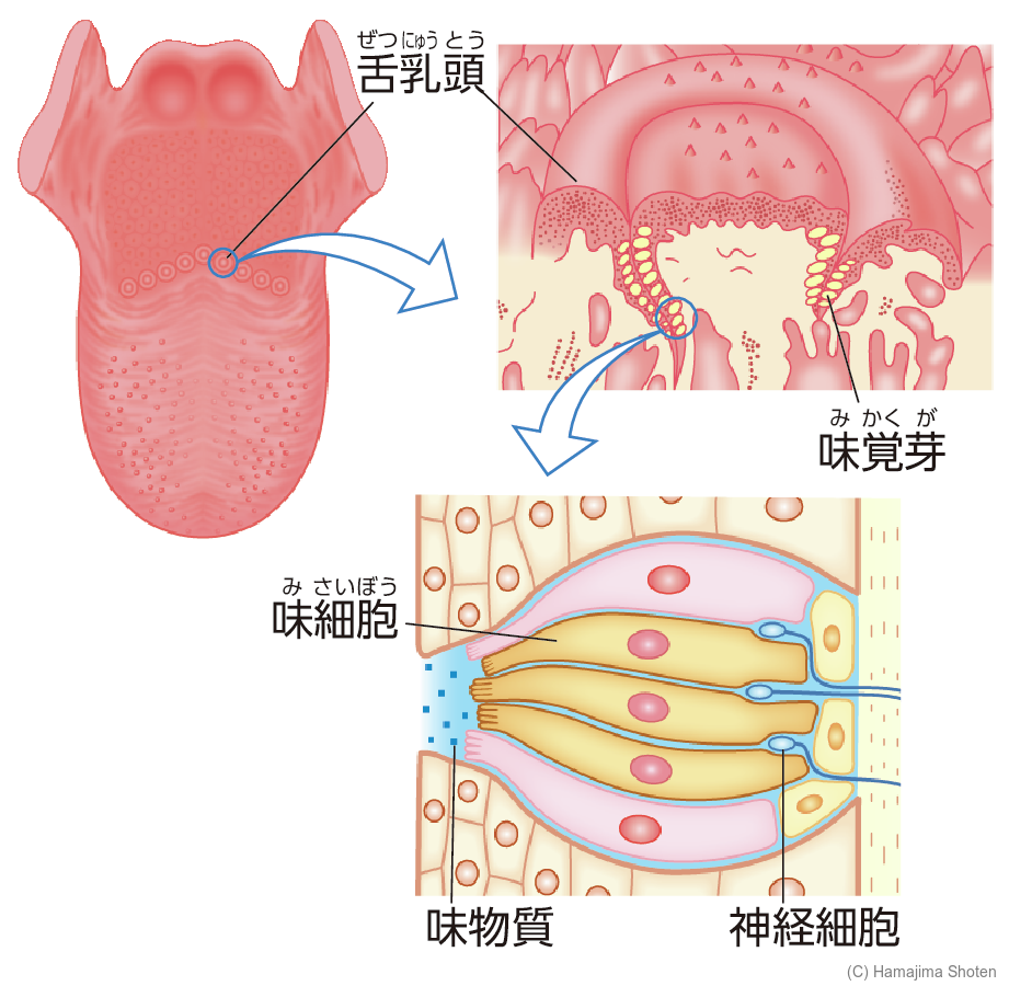 図:舌のつくり