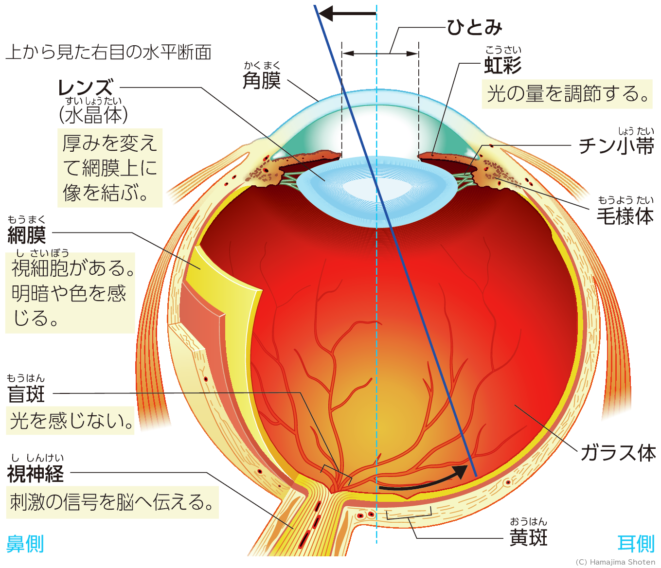 図:目のつくり