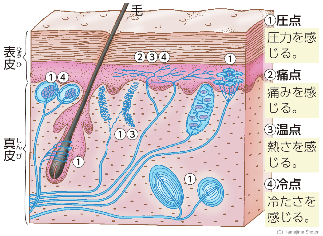 図:皮膚のつくり