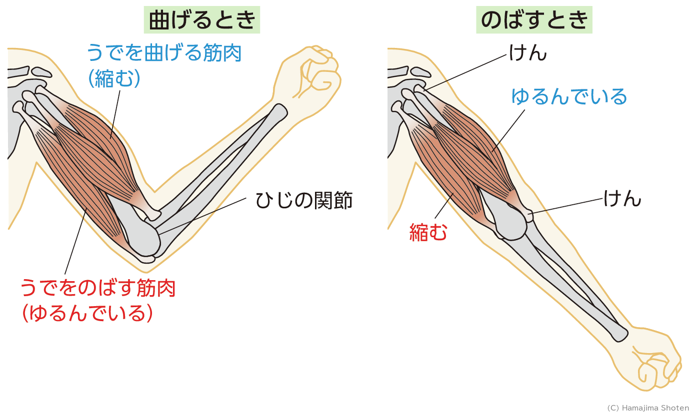 図：ヒトのうで