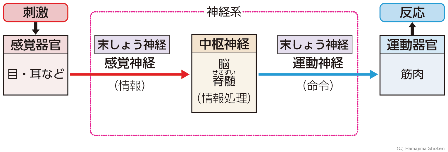 図：神経系のはたらき