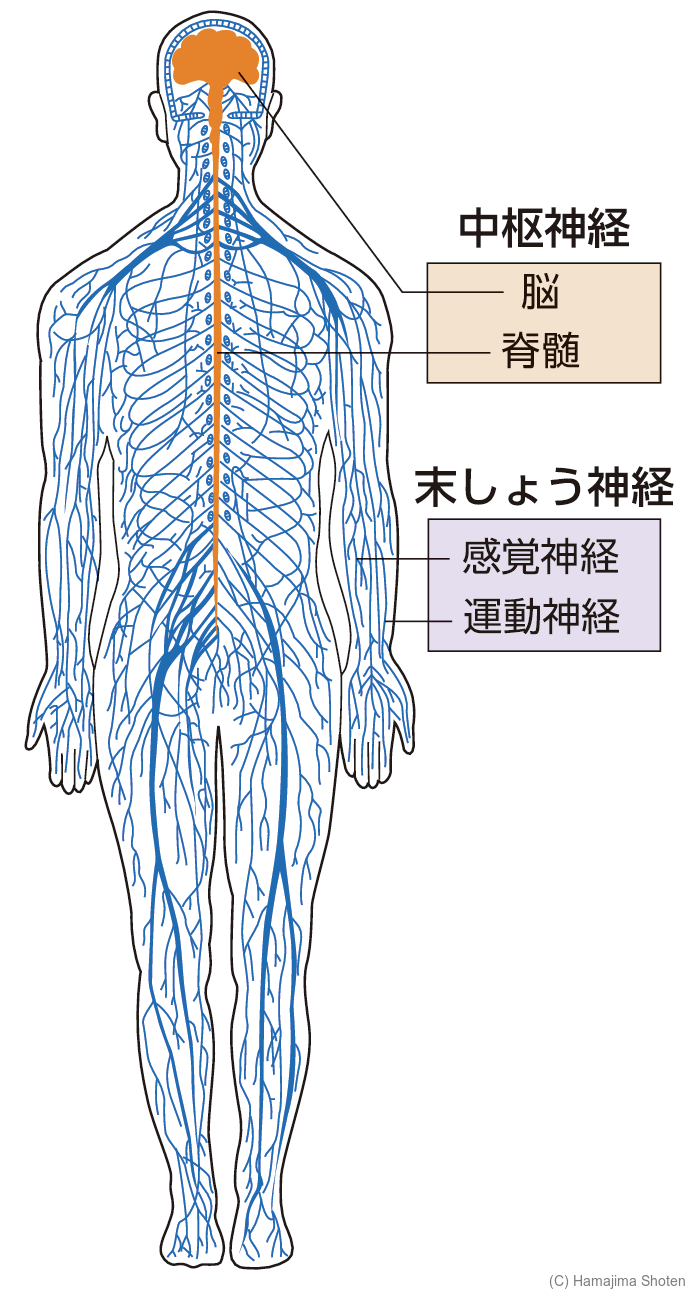 図：神経系のつくり