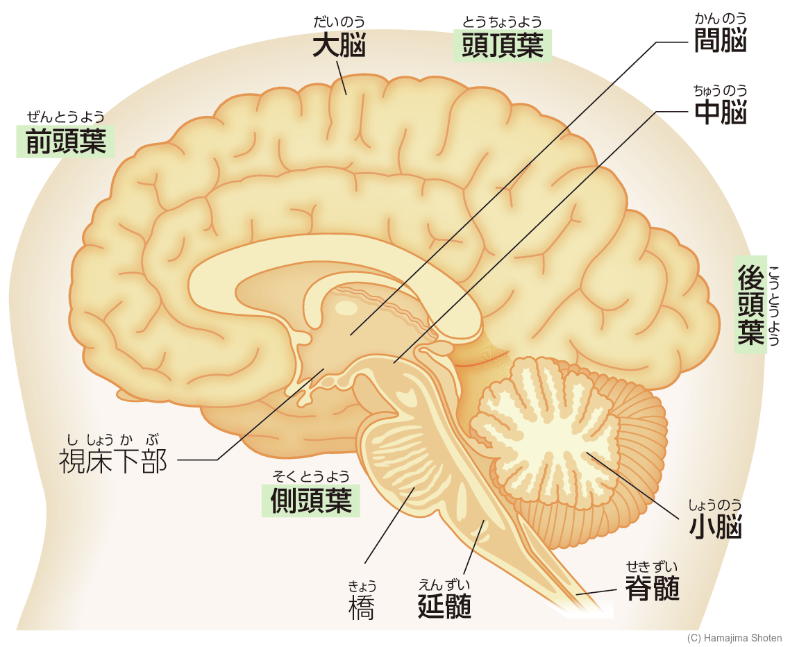 図:脳のつくり