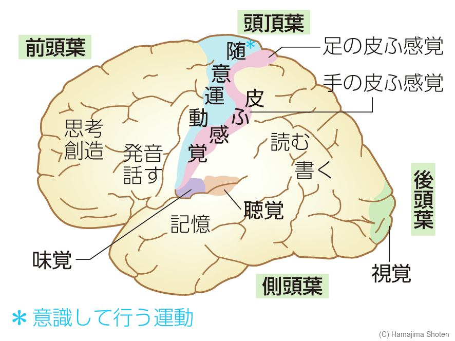 図:大脳の「地図」