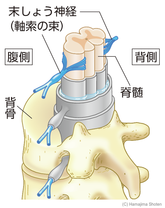 図：脊髄のつくり