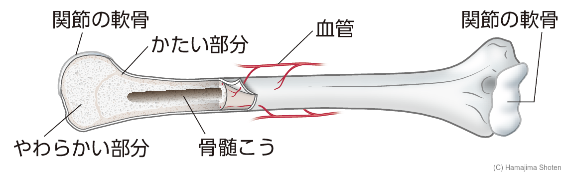 図:骨のつくり