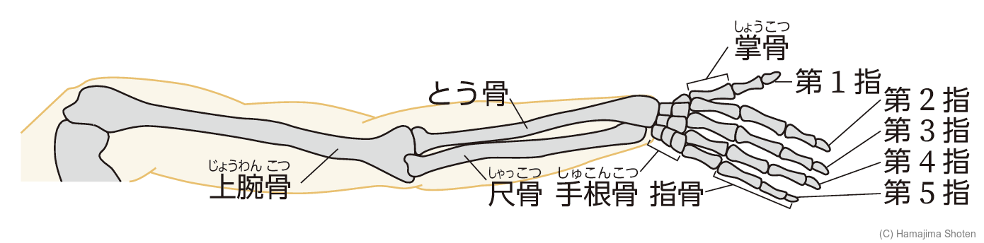 図:ヒトのうで