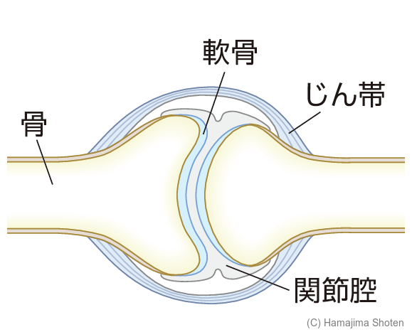 図：関節のしくみ