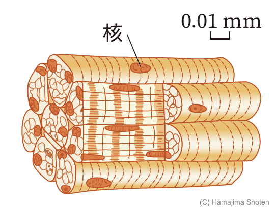 図:骨格筋のつくり