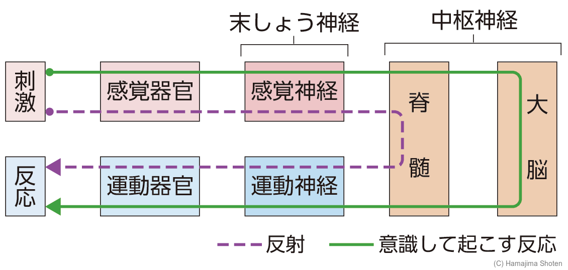 図:信号が伝わる経路