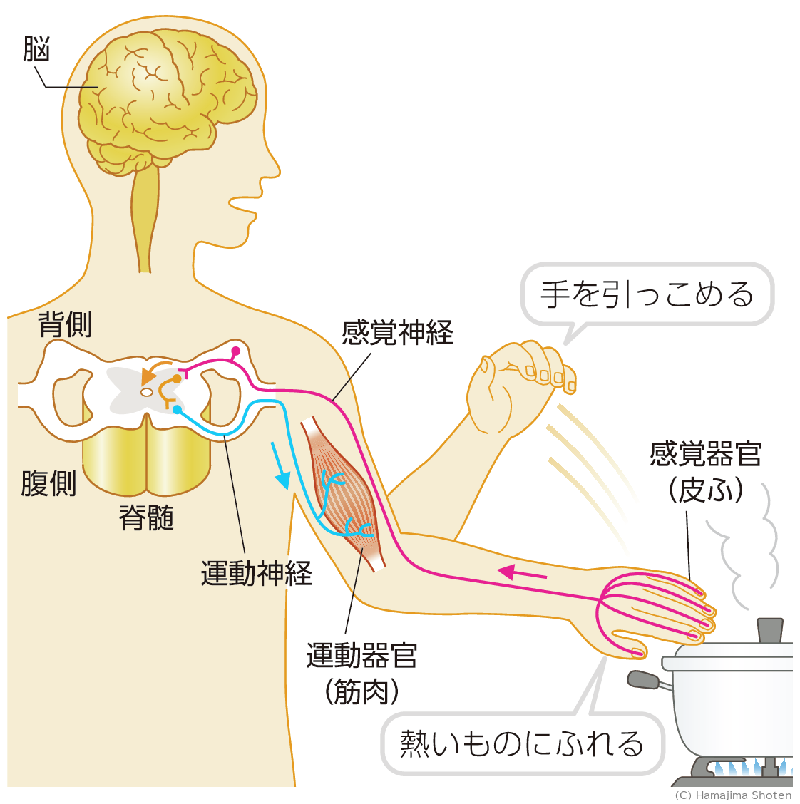 図:脊髄による反射