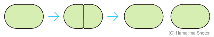 図:分裂