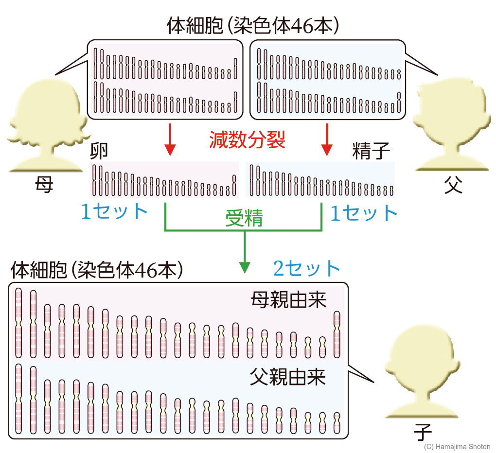 図:親から子へ