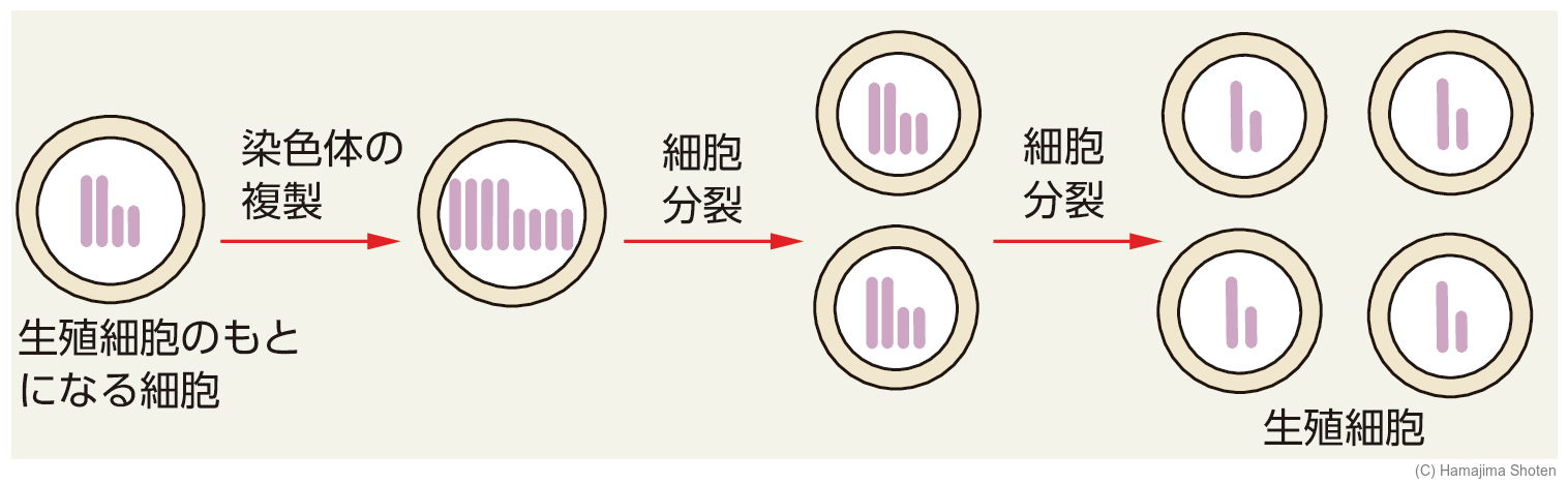 図:減数分裂げんすうぶんれつ