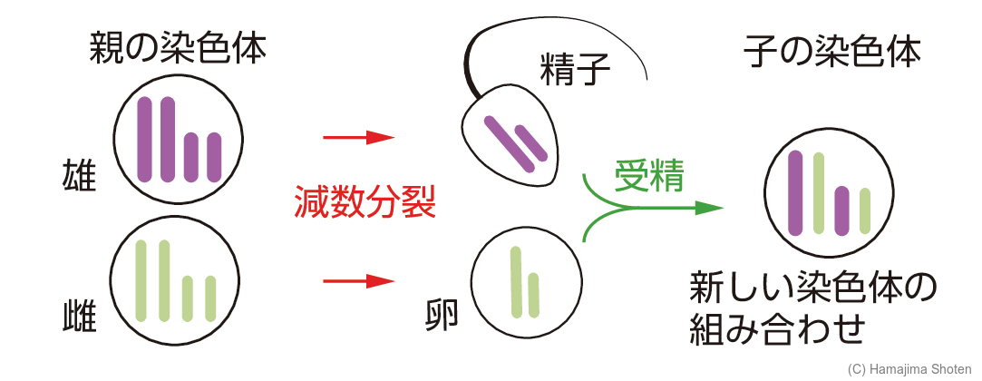 図:有性生殖