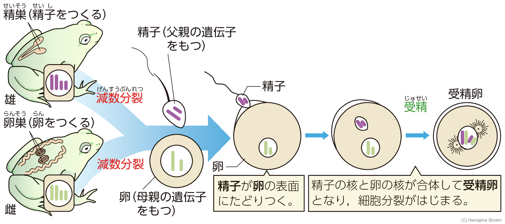 図：動物の有性生殖