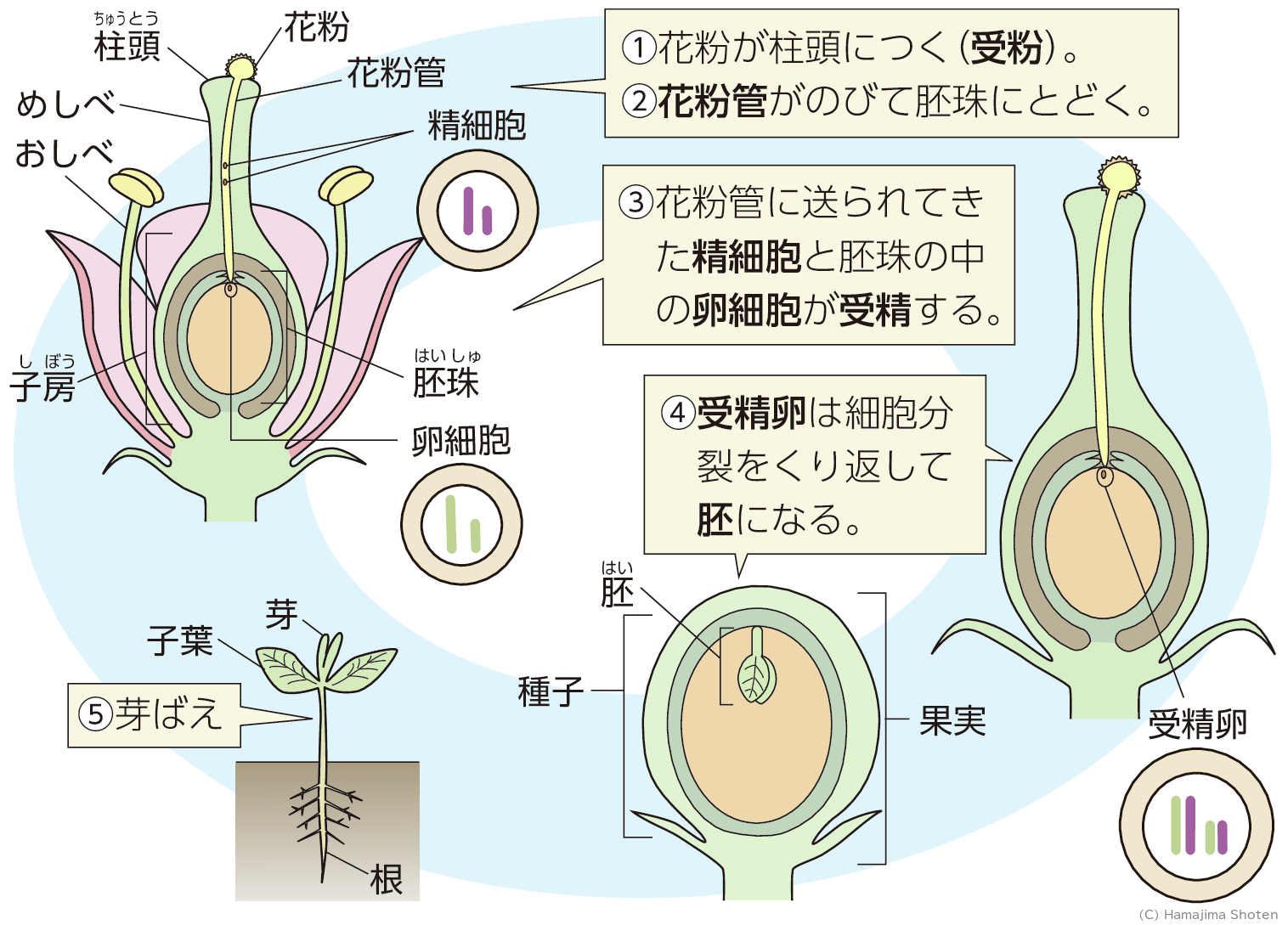 図：被子植物の有性生殖