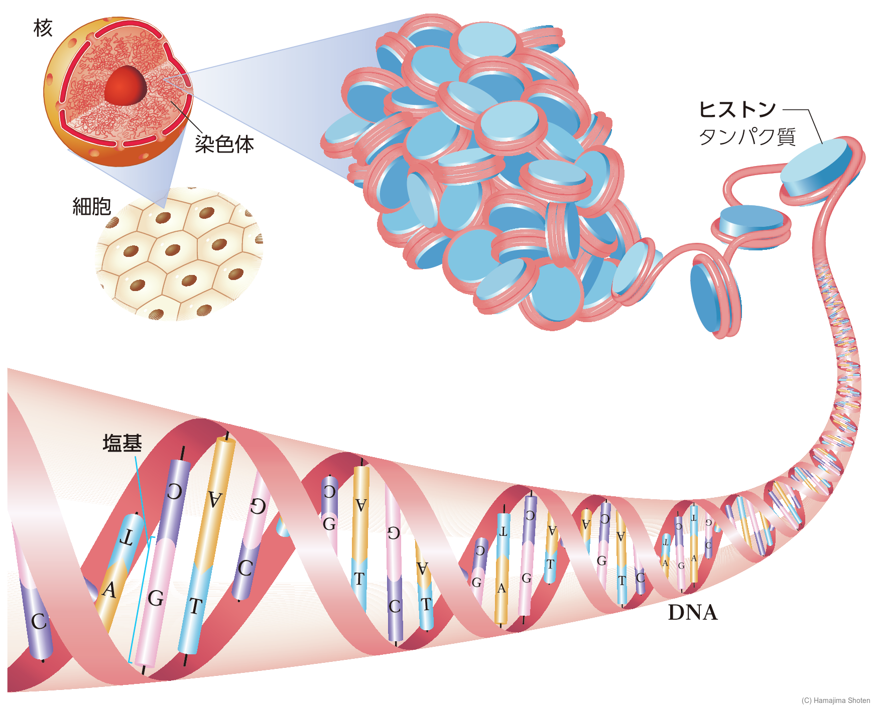図:DNAのつくり