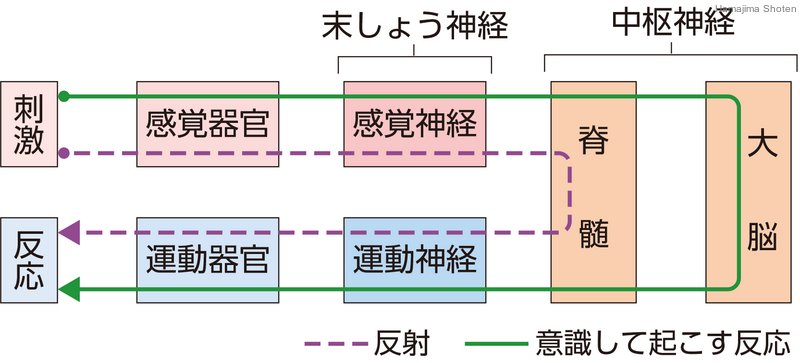 用語解説 理科便覧ネットワーク 浜島書店