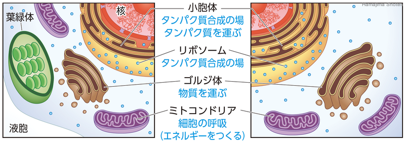 用語解説 理科便覧ネットワーク 浜島書店