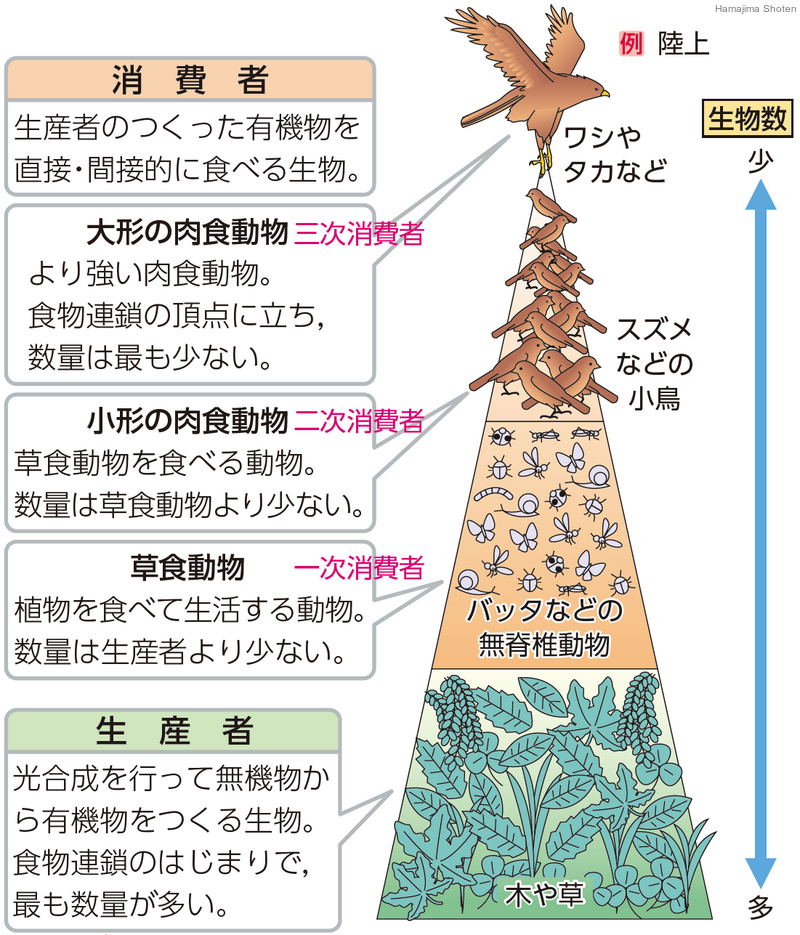 連鎖 ピラミッド 食物 【頂点捕食者】食物連鎖の頂点にいる動物の皆さんをご紹介