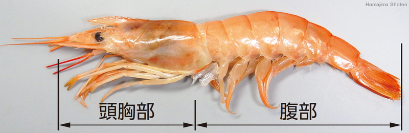 頭胸部