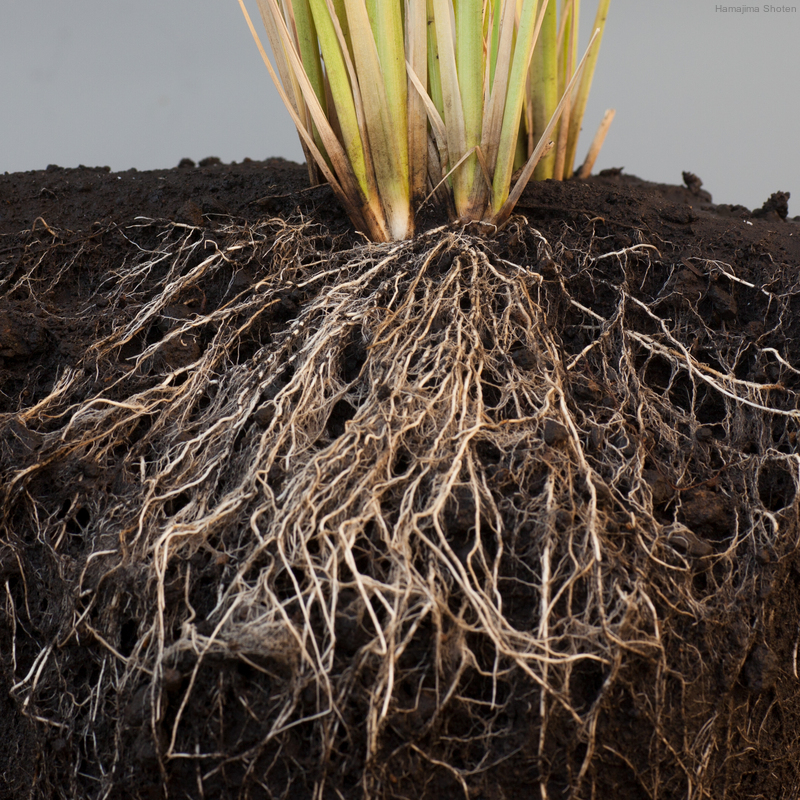 用語解説 理科便覧ネットワーク 浜島書店