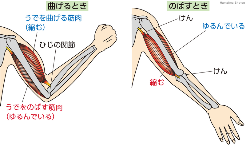 用語解説 理科便覧ネットワーク 浜島書店 用語解説 理科便覧ネットワーク 浜島書店