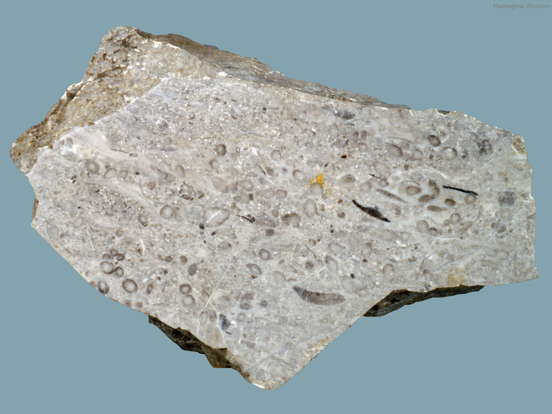 用語解説 理科便覧ネットワーク 浜島書店