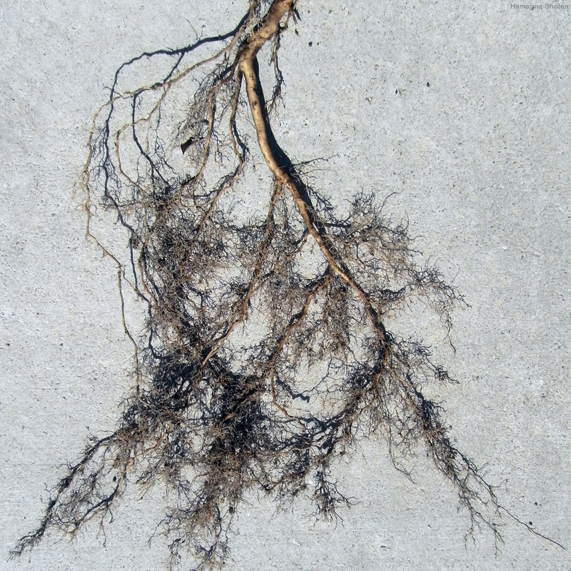 れおんの根っこ れおんの根っこ れおんの根っこ