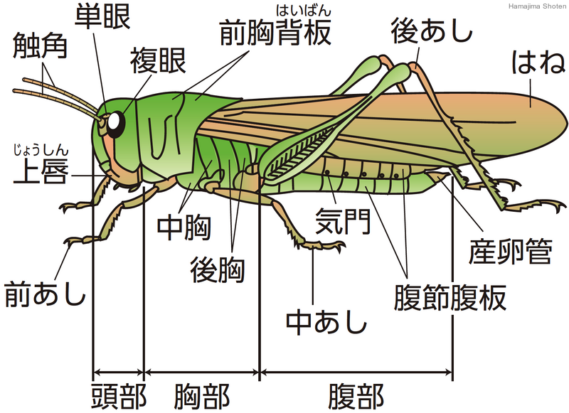 用語解説 理科便覧ネットワーク 浜島書店