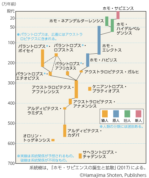 進化でつながるヒトと世界 ヒトは草食動物か肉食動物か 生物図表オンライン 進化でつながるヒトと世界 ヒトは草食動物か肉食動物か 生物図表オンライン