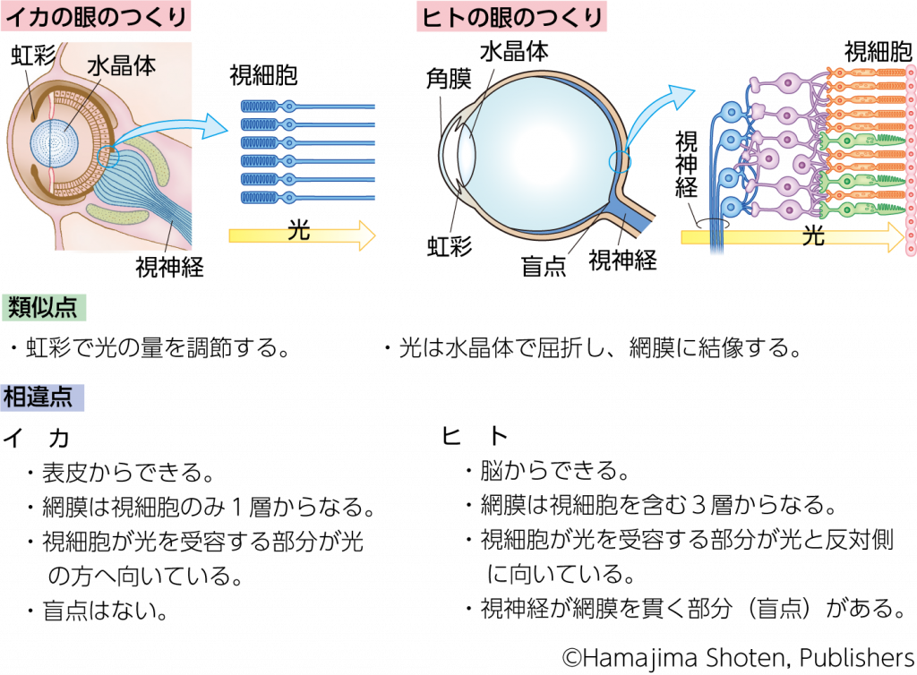 いろいろな生物の視覚器 _ 動物 視界 画像 – SSDH